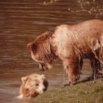 bear, brown bear, wild animal-7332278.jpg
