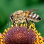bee, insect, pollinate-7334536.jpg