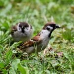 bird, sparrow, ornithology-7331715.jpg