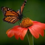 butterfly, pollination, flower-4112665.jpg