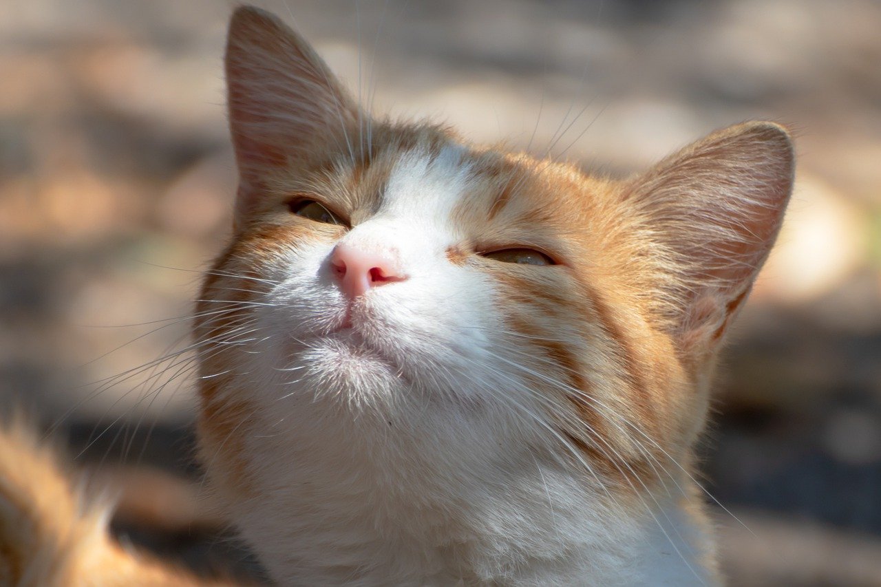 cat, whiskers, domestic cat-7342954.jpg