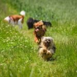 chihuahua bolonka, dog, friend-7327654.jpg