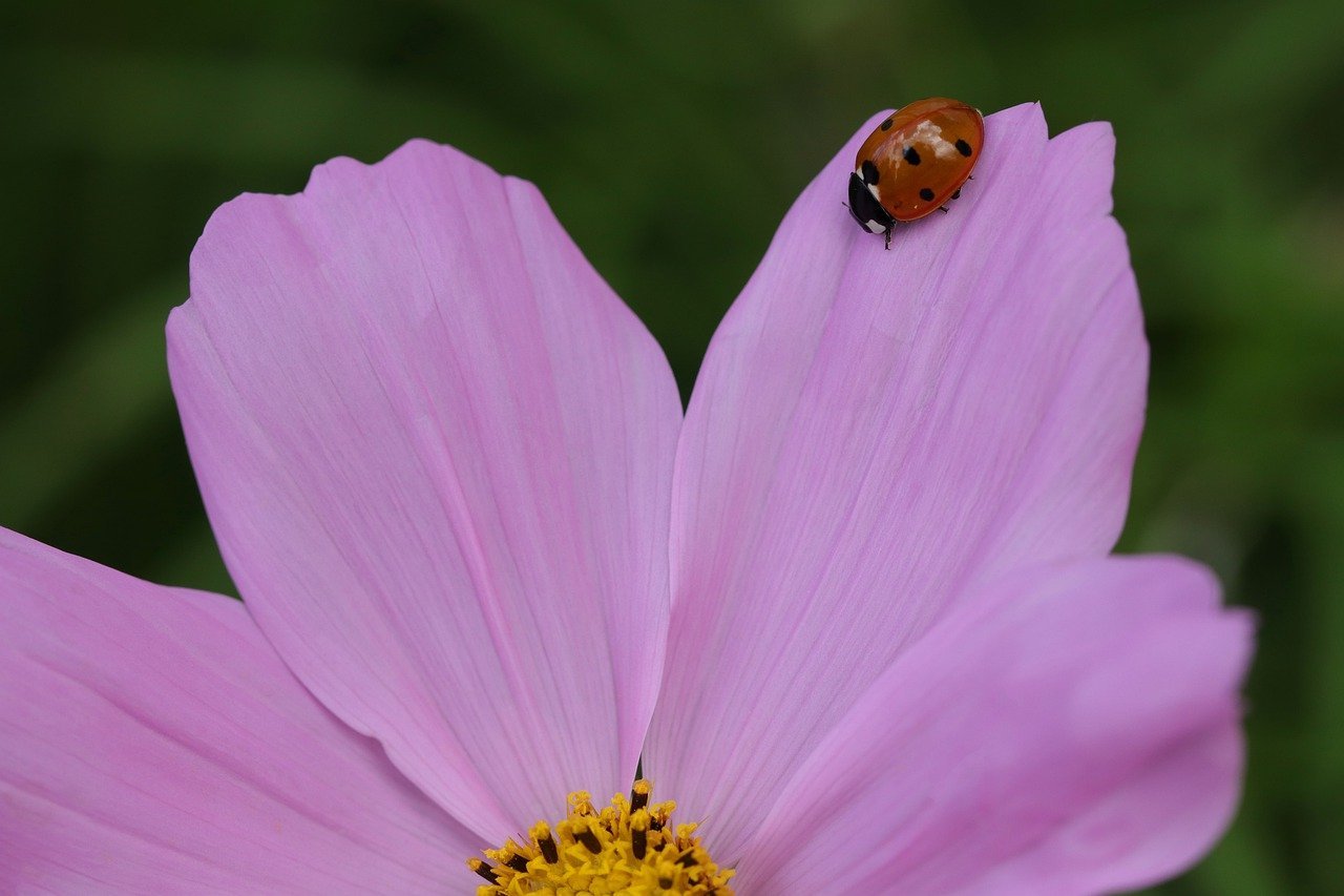 cosmos, ladybug, flower-7338638.jpg