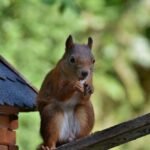 squirrel, garden, rodent-7333350.jpg