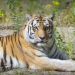 tiger, animal, wildlife-7332512.jpg