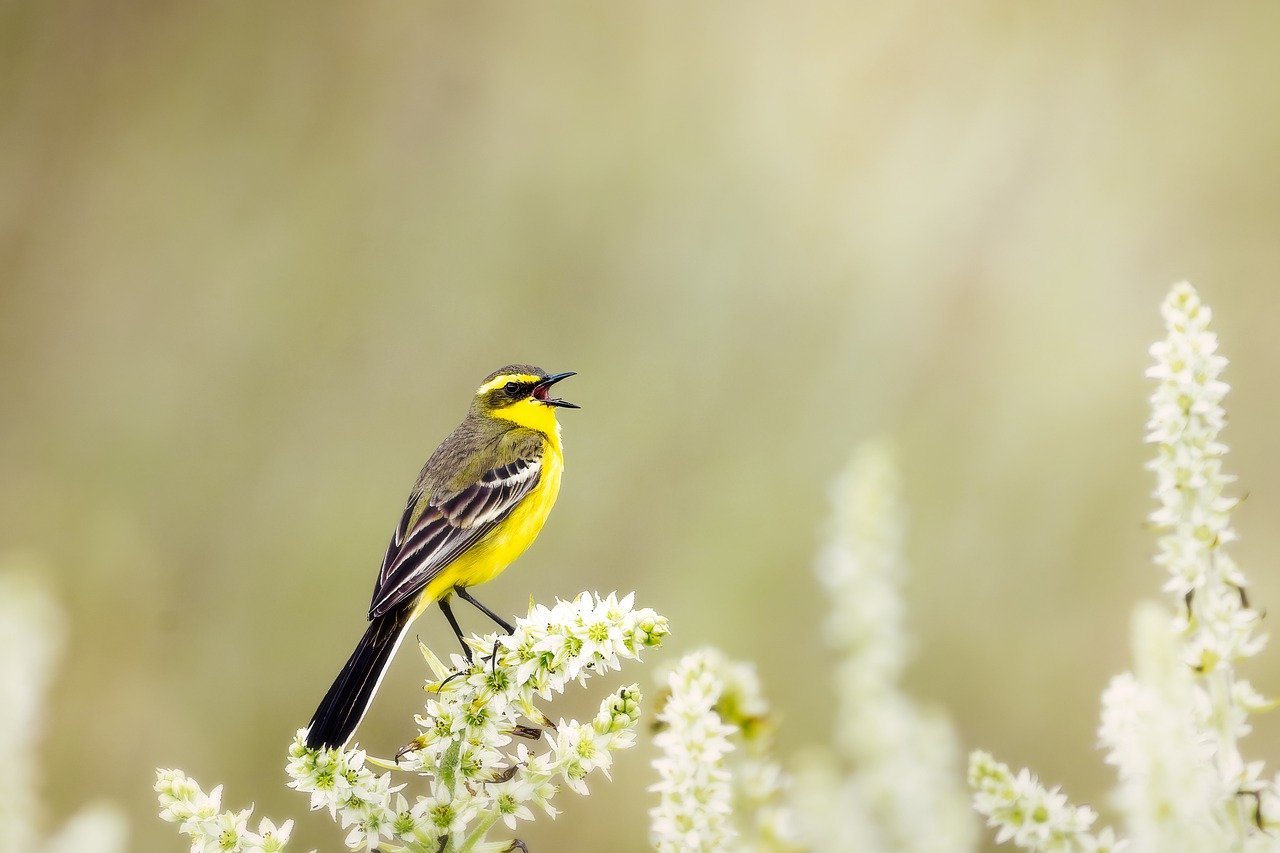 wild bird, yellow wagtail, motacilla flava-7314255.jpg