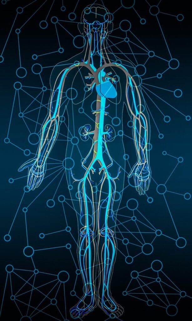 human body, circulatory system, circulation-6133439.jpg